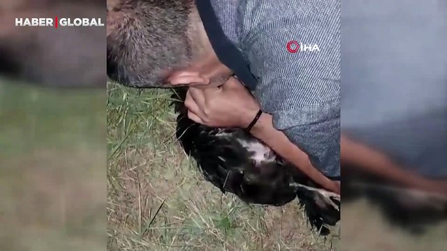 Sansarın saldırdığı tavuğa suni teneffüs yaptı