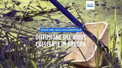 Virus del Nilo occidentale: crescente preoccupazione in Europa, 171 casi registrati in Italia