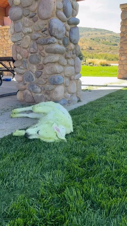 "Send Help My White Dog Found Freshly Cut Grass Follow For More"...!!