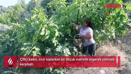 İncir toplarken bir buçuk metrelik engerek yılanıyla karşılaştı
