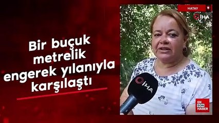 Hatay'da çiftçi kadın, incir toplarken bir buçuk metrelik engerek yılanıyla karşılaştı