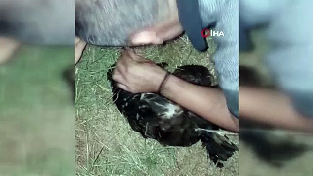 Sansarın saldırdığı tavuğa suni teneffüs yaptı