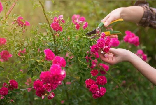 Jardinage : voici les 5 plantes à tailler avant la fin du mois d’août pour un beau jardin jusqu’à la fin de l’été