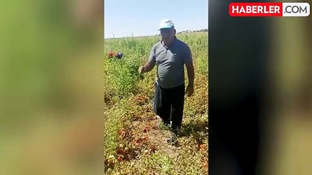 Domates eken çiftçinin isyanı! Tarlanın ortasında yaptığı hesapla Tarım Bakanı'na sitem etti