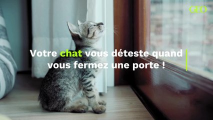 Voici pourquoi votre chat déteste quand vous fermez une porte
