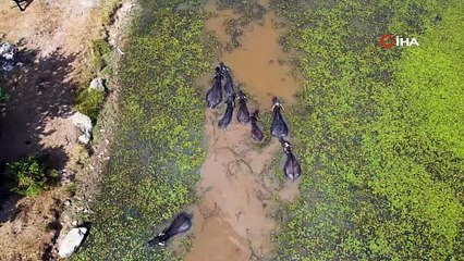 Bu görüntüler Afrika'dan değil Ankara'dan