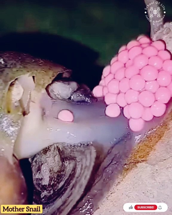 Mother Snail