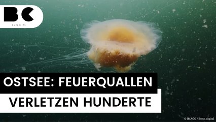 Viele Verletzte: Wind treibt Hunderte Feuerquallen an beliebte Ostseestrände