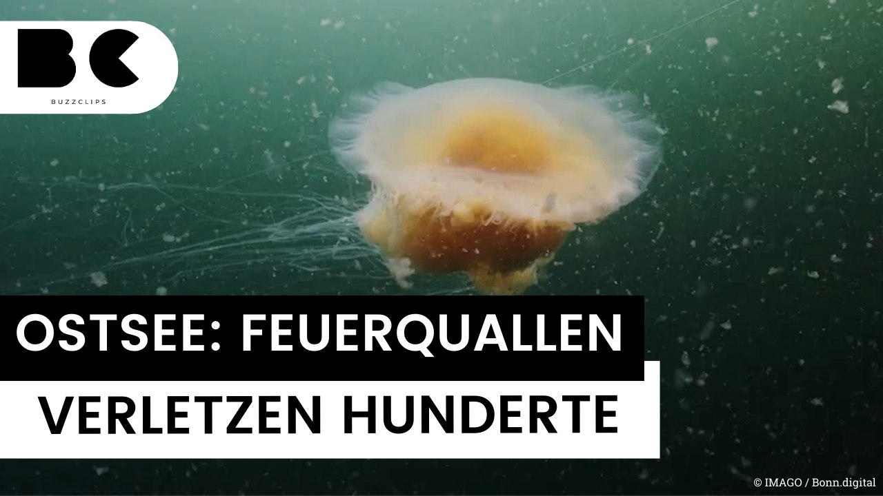Viele Verletzte: Wind treibt Hunderte Feuerquallen an beliebte Ostseestrände