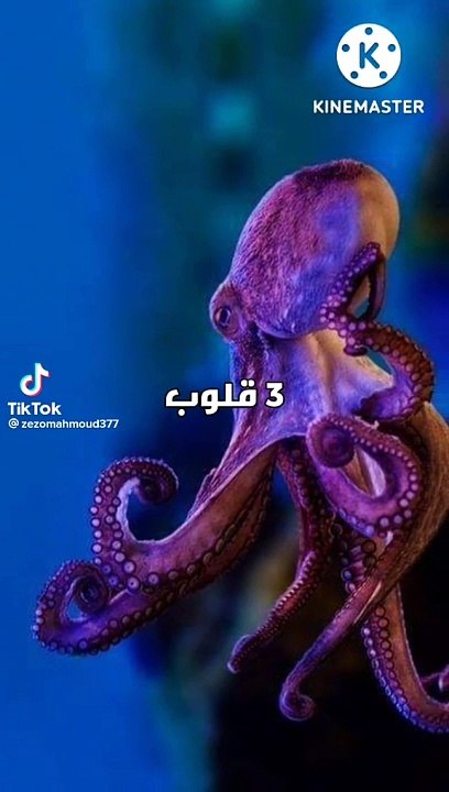 معلومات قيمه جدا