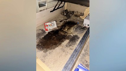 Our council flat is so mould-ridden it left a relative hospitalised