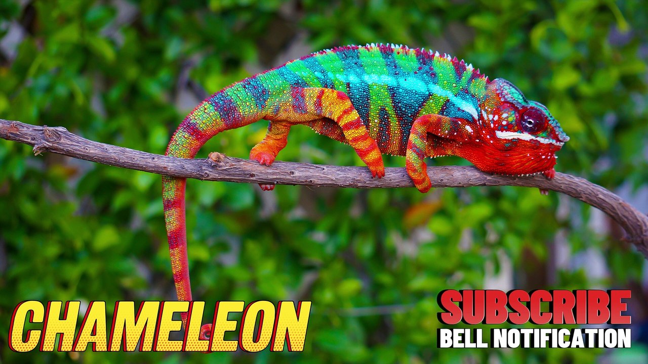 Beautiful animals in the world