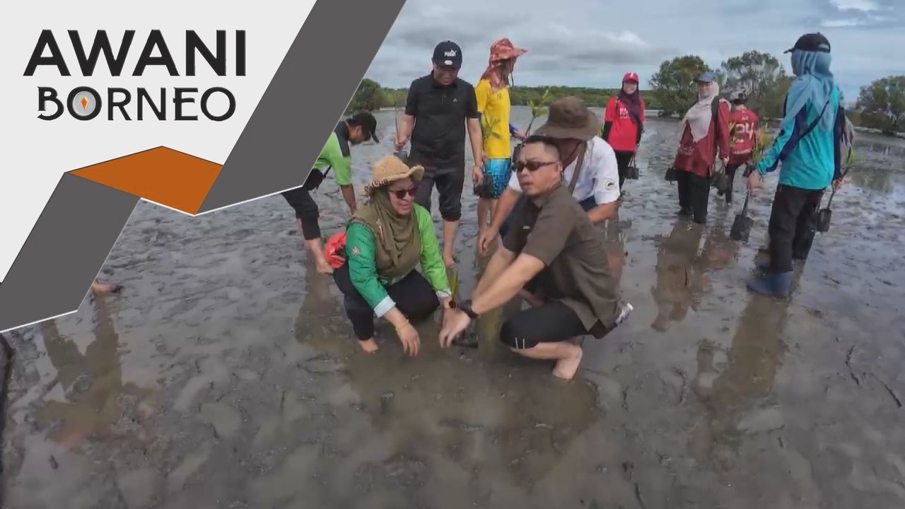 Lebih 250 warga politeknik terlibat pemuliharaan bakau di Sandakan