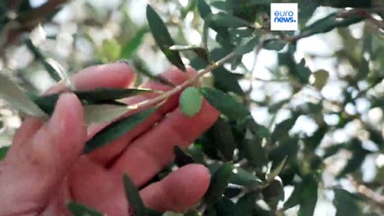 Calor extremo e seca comprometem produção de azeite em Itália