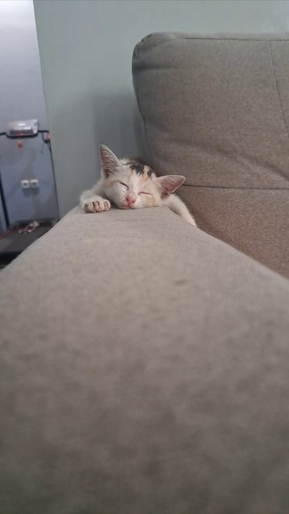The kitten's innocent behavior