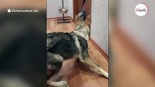 Perro ladra contra la puerta de su casa, lo que había al otro lado te dejará helado