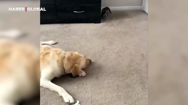 Yavru kedi uyuyan köpeğe öyle bir şey yaptı ki... Feleğini şaşırttı