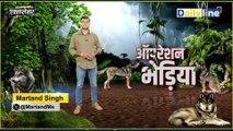 Bahraich Wolf Attack : आमतौर पर डरपोक समझे जाने वाले Bhediye कैसे बन जाते है आदमखोर ? || Explainer |Daily Line