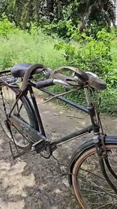 Snake