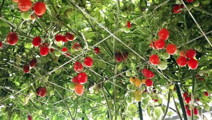 Khu vườn trĩu quả trên sân thượng tầng 8