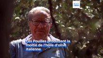 En Italie, la sécheresse menace la production d'huile d'olive