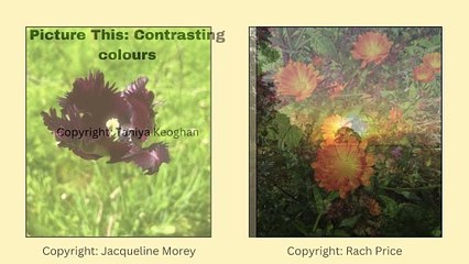 Picture This: Contrasting colours