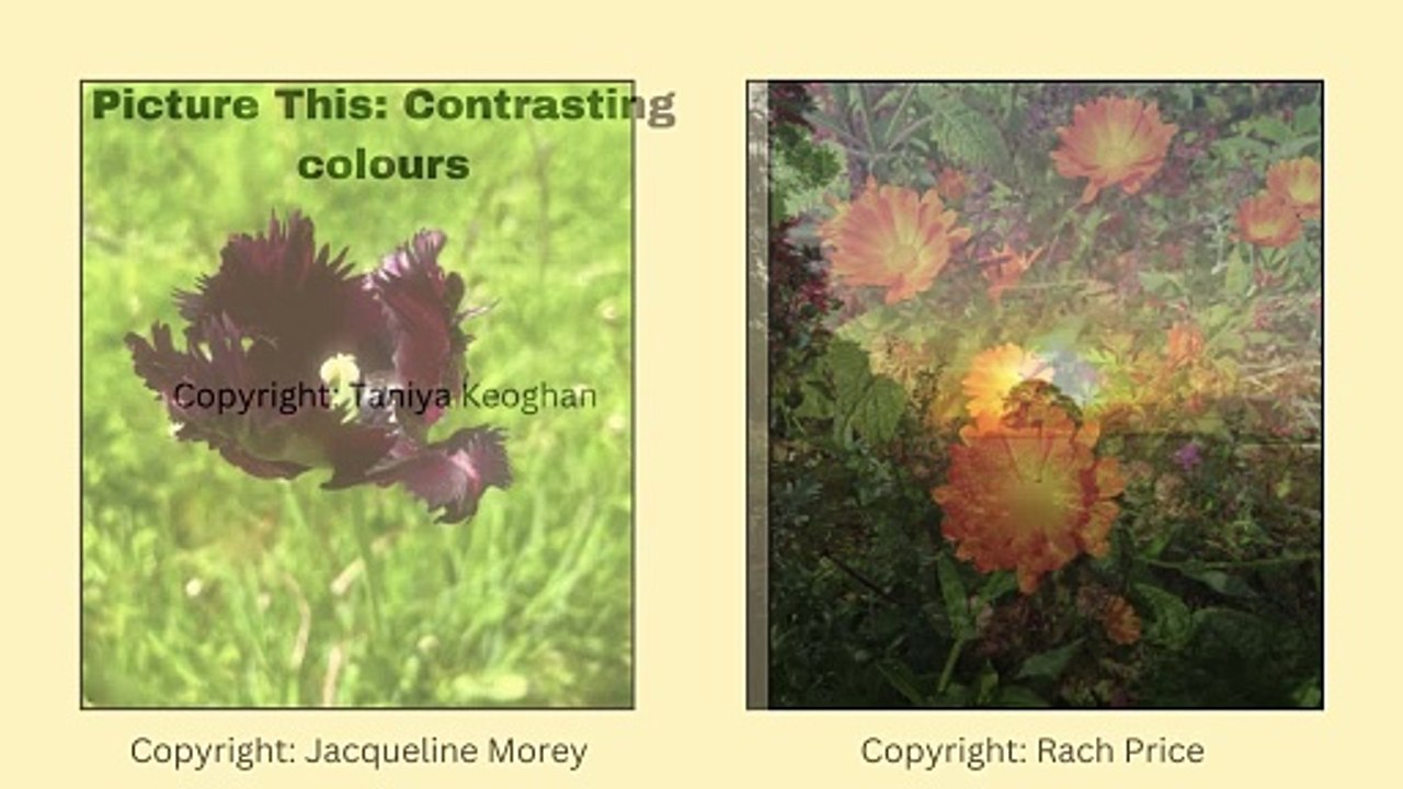 Picture This: Contrasting colours