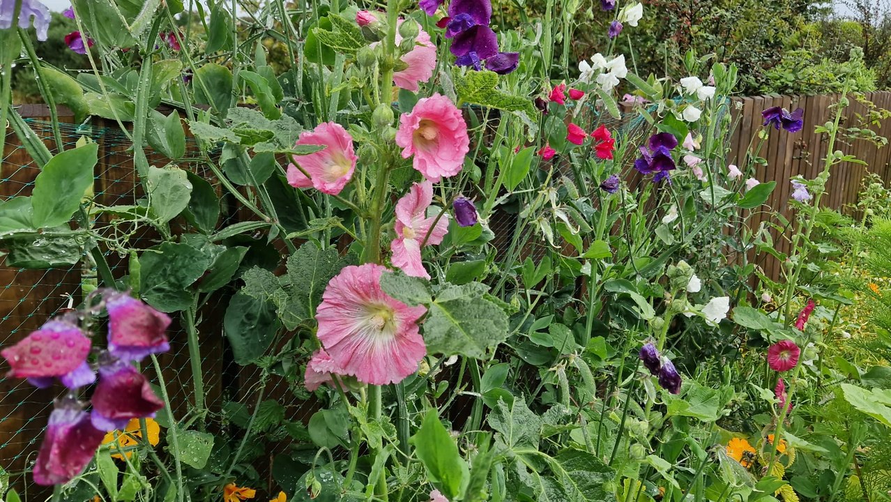 Last of the summer blooms - Gardening with Brendan