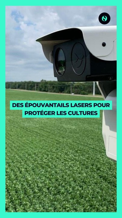  Des épouvantails lasers pour protéger les cultures 
