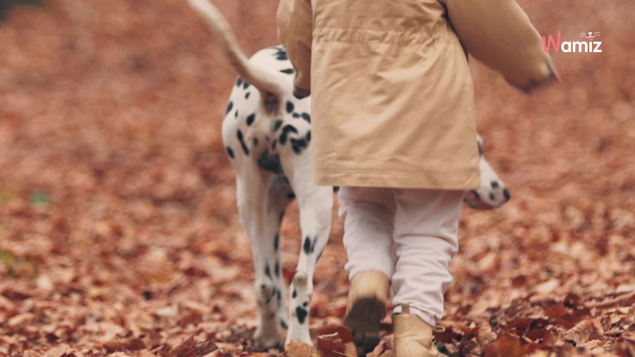 Aube : un chien fait fuir deux individus après la tentative d'enlèvement d'une jeune fille de 14 ans