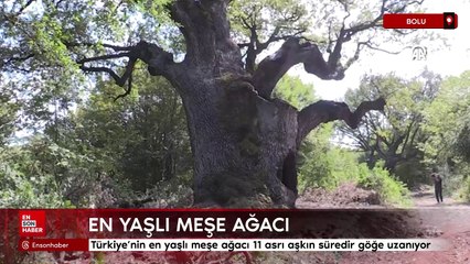 Türkiye’nin en yaşlı meşe ağacı 11 asrı aşkın süredir göğe uzanıyor