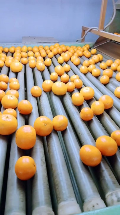Orange Processing Plant | Fruits | USA