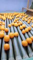Orange Processing Plant | Fruits | USA