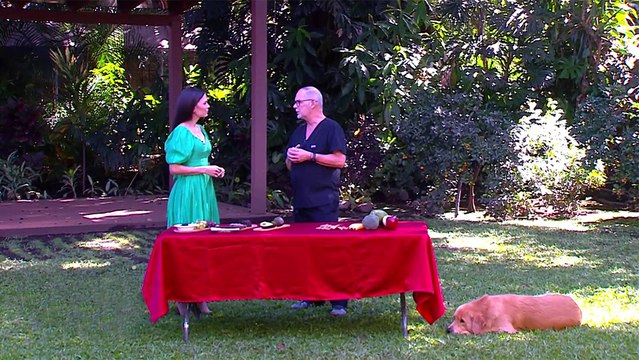 bd-alimentos-toxicos-para-las-mascotas-280824