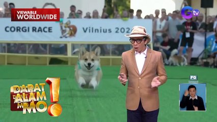 100 corgi, nagpasiklaban sa isang karera at costume contest | Dapat Alam Mo!
