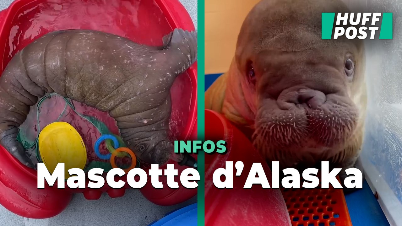 Un bébé morse abandonné est devenu la star de cet aquarium en Alaska