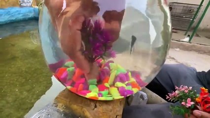 Colorful And Unique Fishes