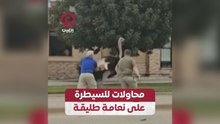 محاولات للسيطرة على نعامة طليقة