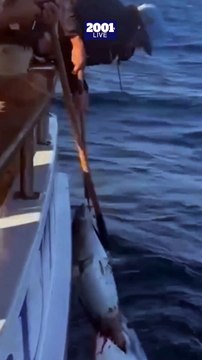 El momento en que un tiburón intenta arrebatar un atún a unos pescadores