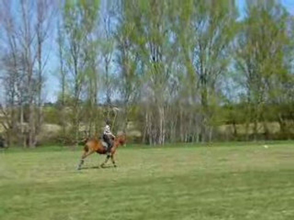 stage polo 2008
