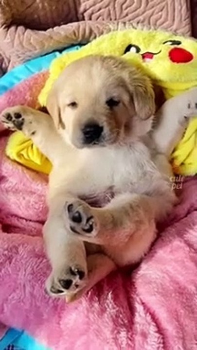 _funny cute pets 576x1024