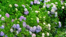 14 Plants You Should Always Grow Next to Hydrangeas, According to a Master Gardener