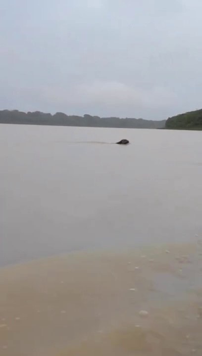 #Cheeta#sweeming#in river