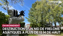 Destruction d’un nid de frelons asiatiques à plus de 15 m de haut