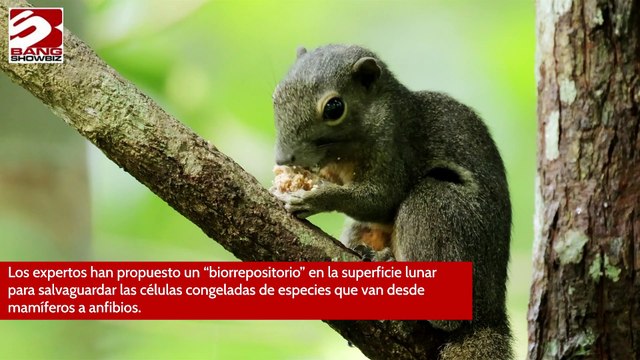 Científicos planean enviar a la Luna muestras de animales en peligro de extinción para la supervivencia de la humanidad