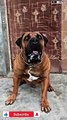 Intelligent BoerBoel Dog