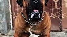 Intelligent BoerBoel Dog