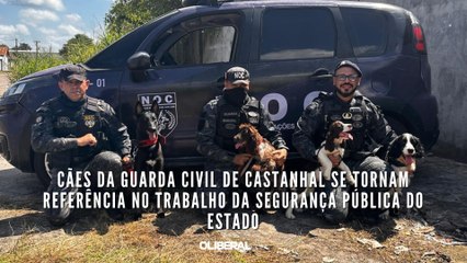 Cães da Guarda Civil de Castanhal se tornam referência no trabalho da segurança pública do estado