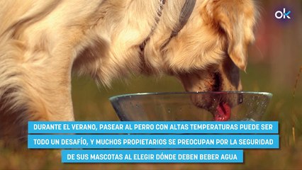 Aviso urgente de los veterinarios a los dueños de perros: jamás dejéis que beban este agua