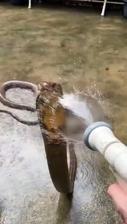 Snake enjoy his bath